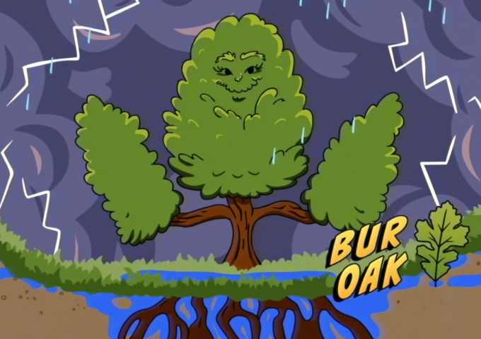 Illustration of Bur Oak